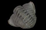 Wide Enrolled Flexicalymene Trilobite - Mt Orab, Ohio #137498-1